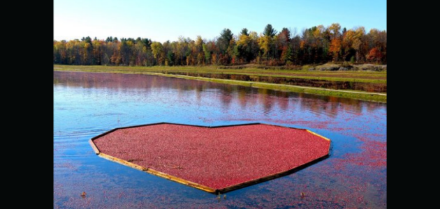 Bala Cranberry Festival set to return this fall