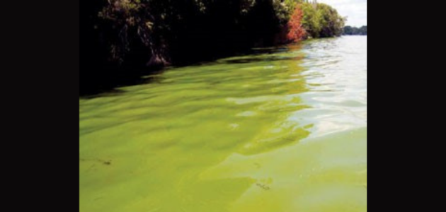 Algal bloom reported on Three Mile Lake