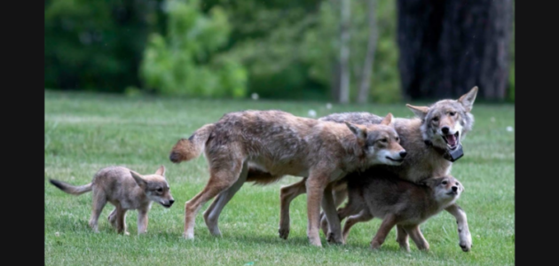 Scarborough cemetery coyote relocated to Aspen Valley