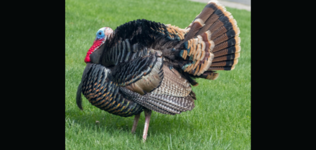 Gravenhurst man fined for turkey poaching