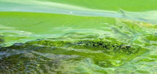 Blue-Green algae bloom on Bass Lake
