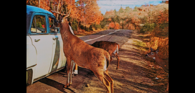 It’s Wayback Wednesday: “A scene near Bracebridge”
