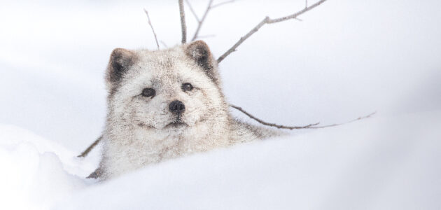 How local wildlife prepares itself for the cold winter months
