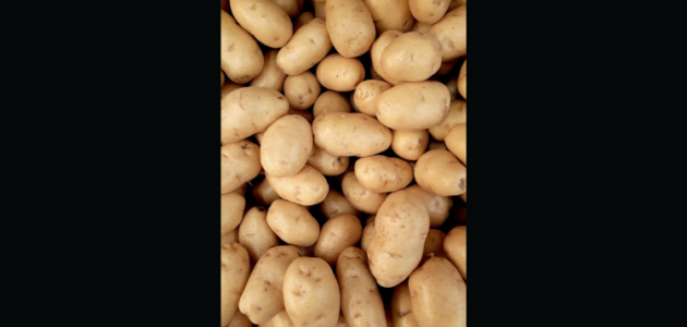 Bracebridge Rotary is knee-deep in potatoes
