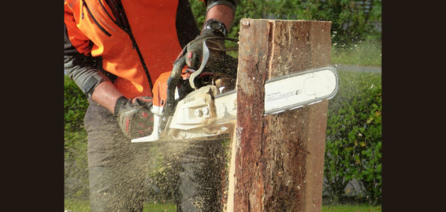 Gravenhurst tightens tree removal rules