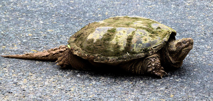 snapping-turtle-3473690_1280.jpg