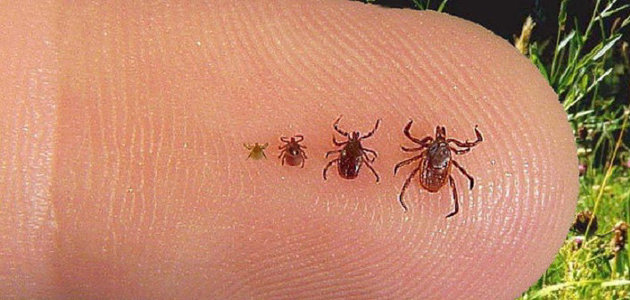 How to lower your chances of tick and mosquito bites, and other outdoor safety tips