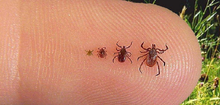 Black-legged-tick.jpg