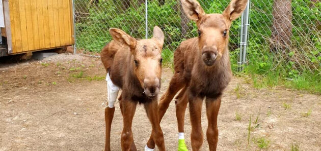 With three orphaned moose calves, Aspen Valley Wildlife Sanctuary asks drivers to slow down