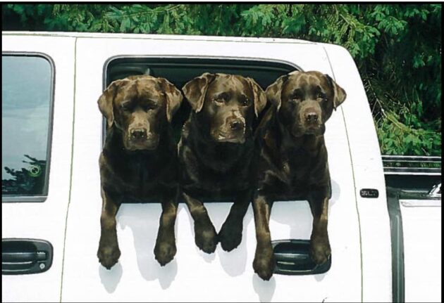 Three Amigos large dogs section temporarily closed