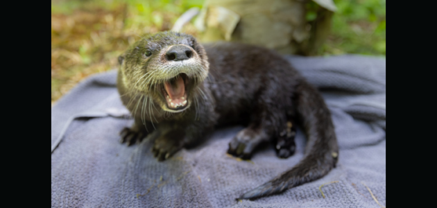 Aspen Valley Wildlife Sanctuary seeks your support caring for wildlife in distress
