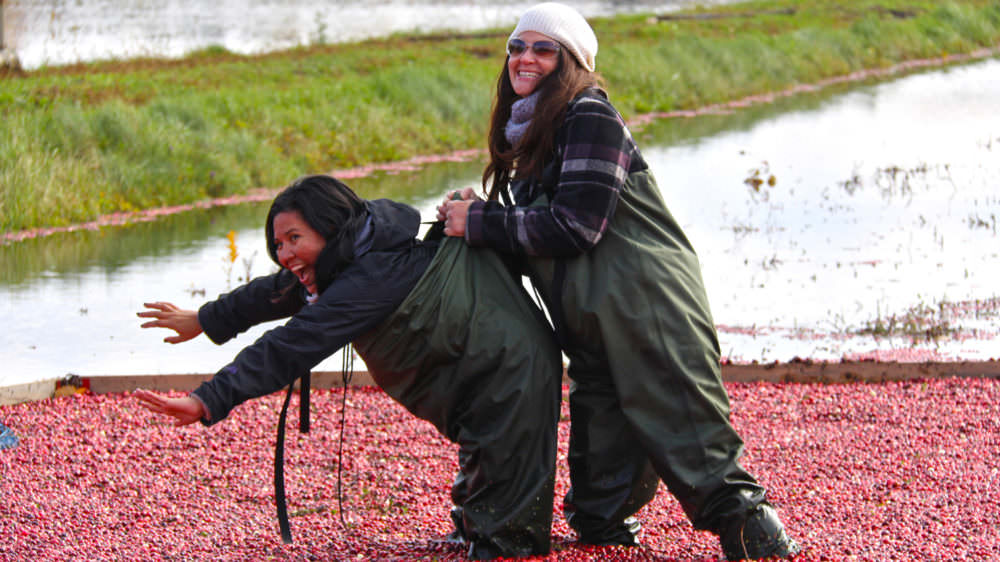 member-johnstons-cranberry-marsh-fall-1000×562.jpg