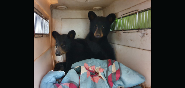 Seven orphaned bear cubs welcomed to Aspen Valley