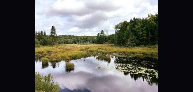 Muskoka Conservancy gifted Lake Rosseau headwaters