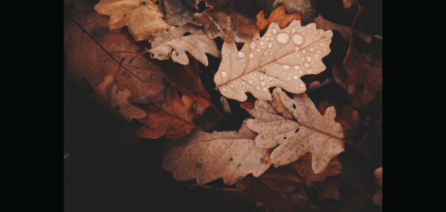 Doppler daily weather report