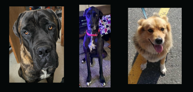 Bracebridge OPP on the hunt for dog-nappers