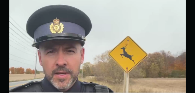 October and November peak season for wildlife collisions