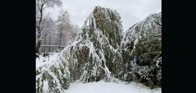 Bracebridge waives brush disposal fees in wake of winter storm