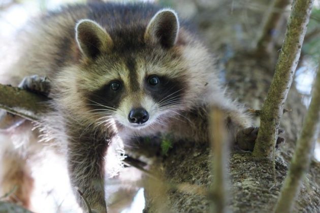 How to wildlife proof your property