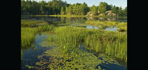 Muskoka’s Natural Heritage and Bill 23 | Commentary