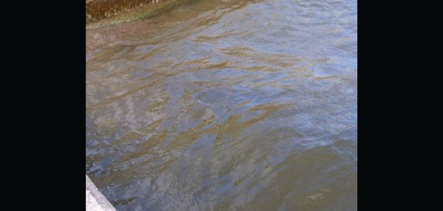 Blue-green algae bloom advisory for Muldrew Lake in Gravenhurst