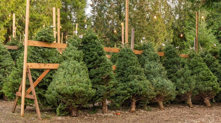 Christmas-Trees-Getty-Images.jpg