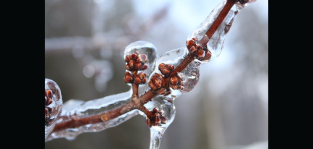 Freezing rain warning issued ￼
