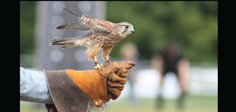 falcon-1.png