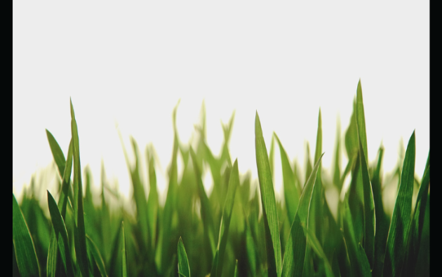 Gravenhurst council declares No Mow May