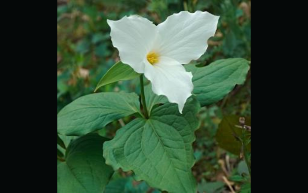 Muskoka Conservancy native plant sale May 6