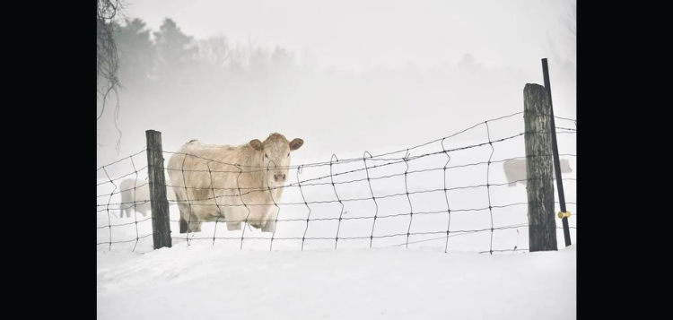 winter.png