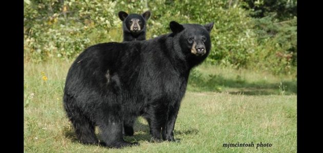 Be Bear Wise to prevent bear encounters