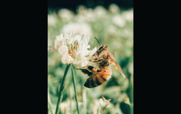 Gravenhurst council encouraged to create a Bee City