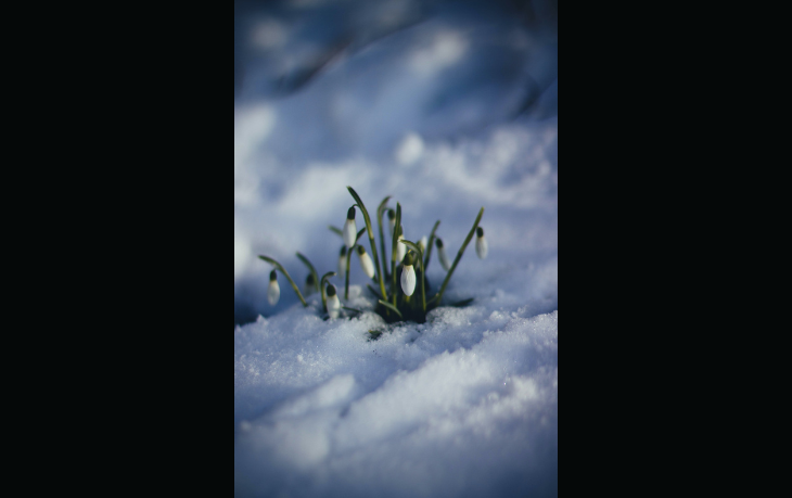 spring.png