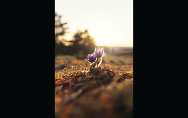 spring.png