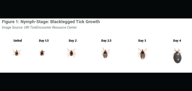Local health unit issues tick warning