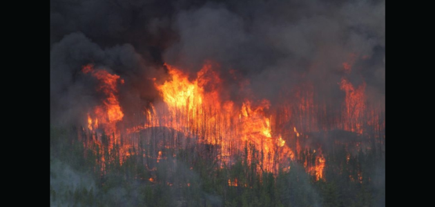 Parry Sound forest fire now under control
