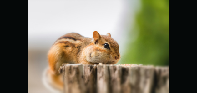 Bracebridge considers fines for feeding wildlife