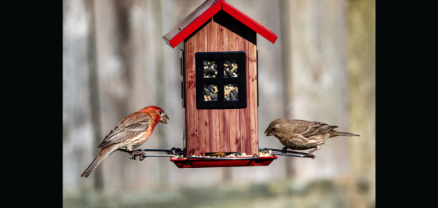 Bracebridge councillors discuss bird feeder ban