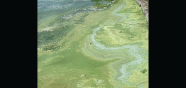 Blue-green algae: If in doubt, stay out