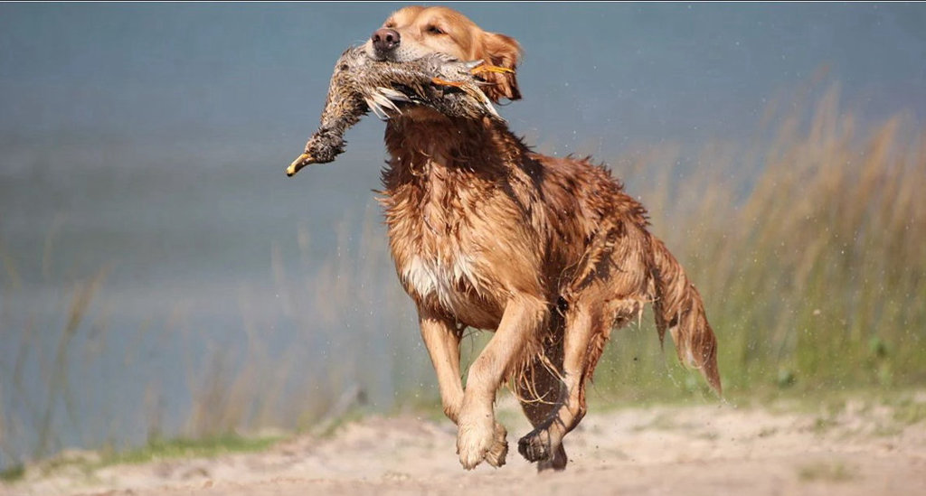 dog-1140×611.jpg