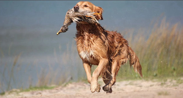 Opposition mounts against teaching dogs to hunt captive animals
