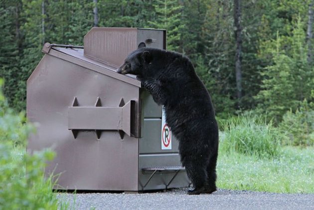 OPP offers tips on avoiding and dealing with bear encounters