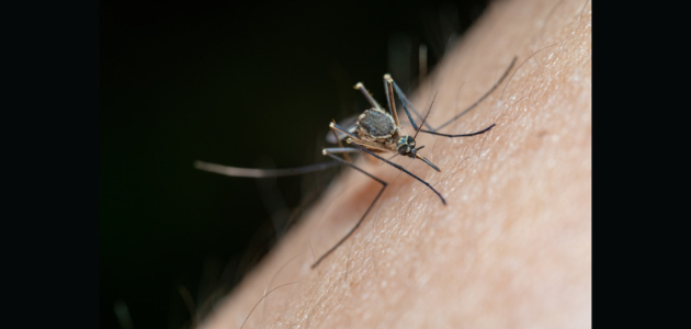 Health Unit confirms West Nile Virus in Bracebridge