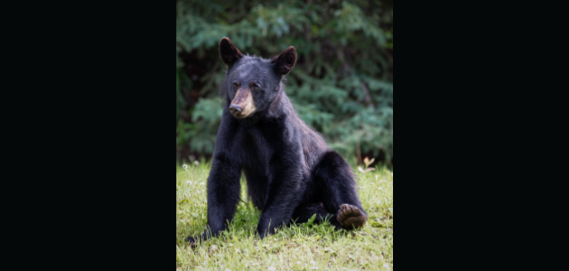 Multiple bear sightings in downtown Bracebridge