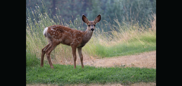 Government seeks hunters to help monitor Wasting Disease