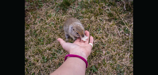Resident concerned over Bracebridge wildlife feeding bylaw