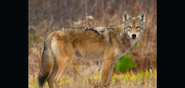 Coyote or wolf sightings in Lake of Bays prompt concerns