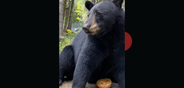 From Marineland to Muskoka: Shasha the bear arrives at Aspen Valley