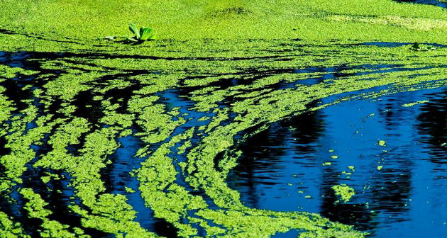 Blue-green algae bloom confirmed on the southwest shore of Longs Lake